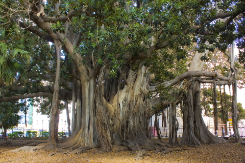 Ficus Macrophylla in Garibaldi Garden at Piazza Marina in Palermo, Sicily, Italy