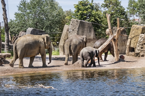 Elephants in Amsterdam's ARTIS Zoo. Amsterdam ARTIS Zoo is oldest zoo in Holland