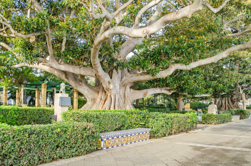 Alameda de Apodaca, a public park and an example of the eclectic style of Regionalism in Cadiz, with giant Ficus trees and a bench decorated with Seville ceramic tiles. Andalusia, Spain