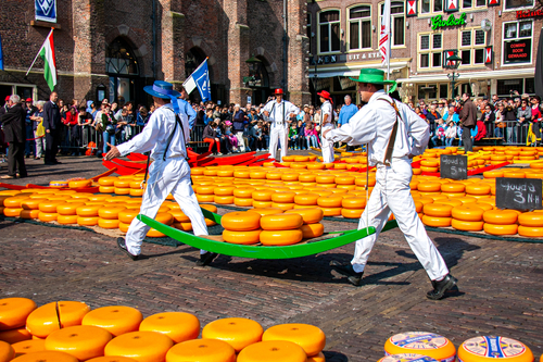 Cheese carriers walking with wheels of Gouda cheese at traditional Gouda's cheese market in Alkmaar, Holland