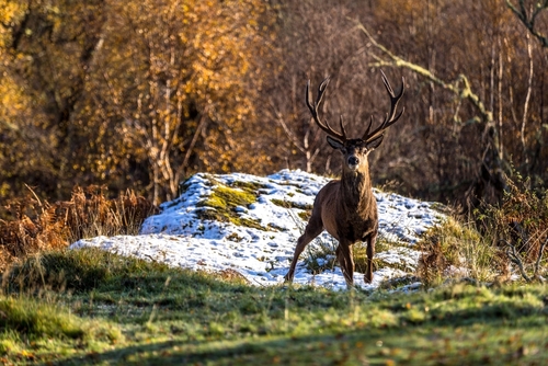 View of a deer at the Alladale Wilderness Reserve in Scotland, United Kingdom