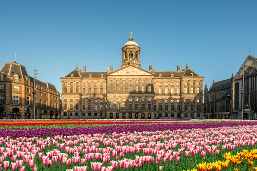 National tulip day at the Dam Square with the Royal Palace on the background in Amsterdam, The Netherlands