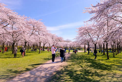 People enjoying the Pink japanese cherry blossom garden in Amsterdam in full bloom, Bloesempark in the Amsterdamse Bos Park in Amsterdam, The Netherlands