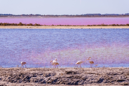 Pink Flamingo at the feed search in Parc Naturel Regional de Camargue, Provence, France