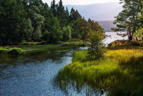 Greenery around Loch Morlich near Aviemore, Cairngorms National Park, Scotland, UK