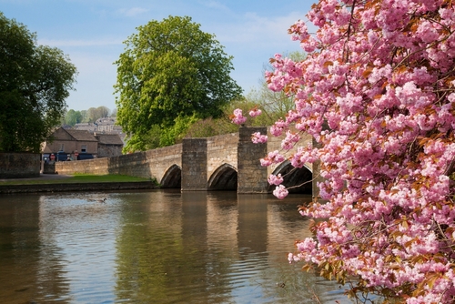 Pink cherry blossom on tree by the bridge over the river Wye, Bakewell, Peak District National Park, Derbyshire, England, United Kingdom