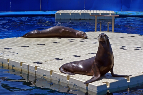 View of two adorable seals at the zoo in Barcelona, Catalonia, Spain