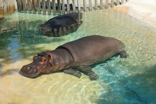 View of a Hippopotamus ath the zoo in Barcelona, Catalonia, Spain