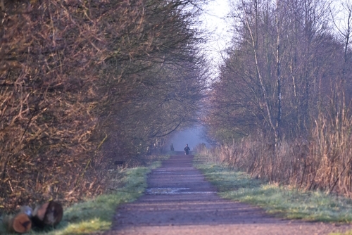 Misty morning at Brockholes Nature Reserve, the Lake District National Park, Cumbria, England, UK