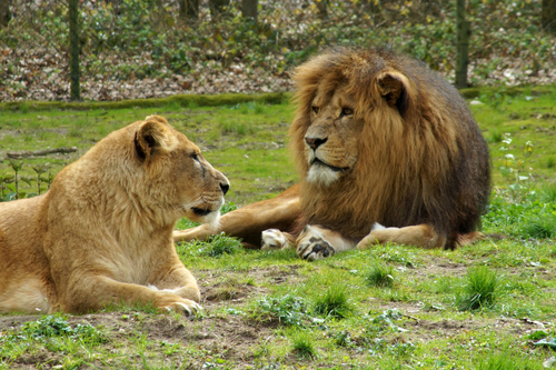 Lions in the Royal Burgers' Zoo, Arnhem, Holland