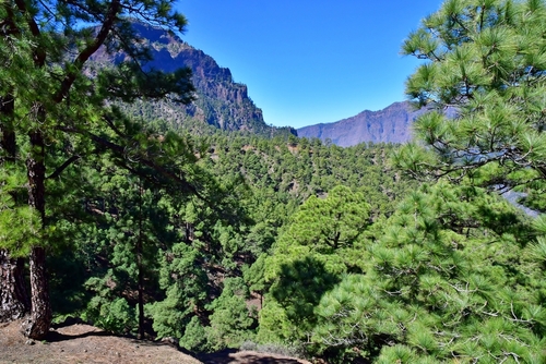 Green forests at the Caldera de Taburiente National Park, La Palma Island, The Canary Islands, Spain