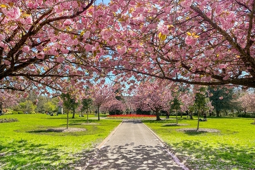 Cherry blossom trees in flower in a public park in Cardiff city centre, Wales, UK