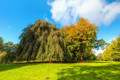 View of a beautiful tree in Bute park, Cardiff, Wales, United Kingdom