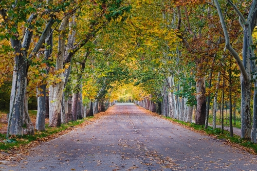 Avenida de los Castaños in autumn, in the Casa de Campo park in Madrid, Spain