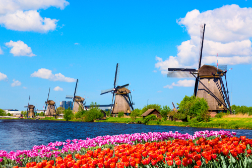 Colorful spring landscape, famous windmills in Kinderdijk village with a tulips flowerbed in Holland, Famous tourist attraction