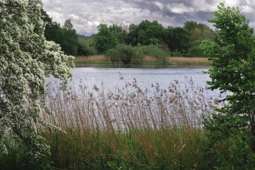 Landscape with trees and a lake at the Dr Neil's Garden in Edinburgh, Scotland, United Kingdom