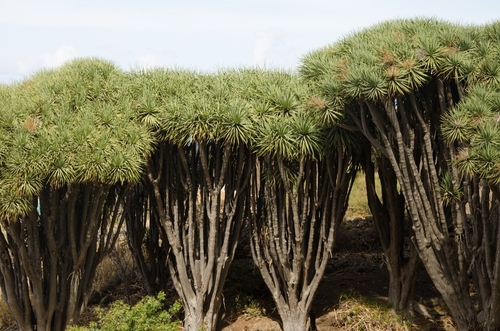 Dragon trees, Dracaena draco and a stone house, Buracas, Garafia, La Palma island, The Canaries, Spain