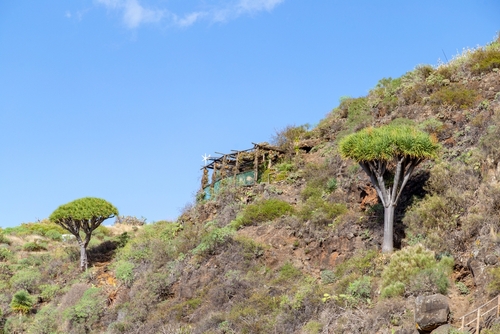 View of small dragon trees on a mountainside with a small house in between, La Palma island, The Canaries, Spain