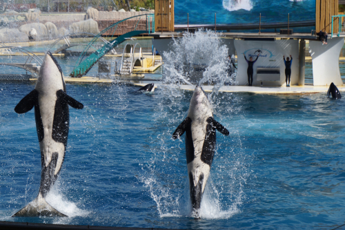 Orcas show in Marineland, Palma de Mallorca, Mallorca island, Balearic Islands, Spain