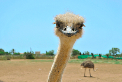 Close-up portrait of adult female ostrich with another ostrich in the background taken in a Sunny midday at Artestruz ostrich farm, Mallorca island, Balearic Islands, Spain