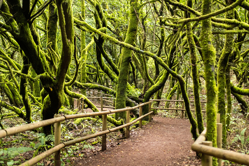Amazing trail views at the Garajonay National Park, laurel forest, laurisilva, La Gomera Island, The Canary Islands, Spain