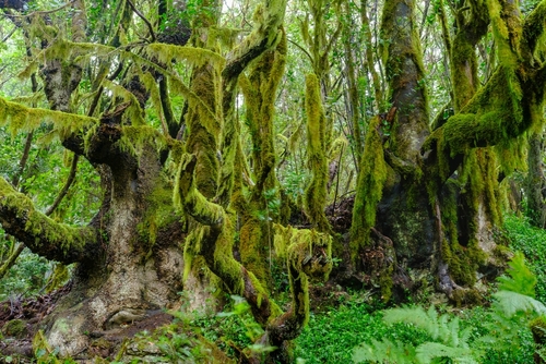 Moss covered tree at the Garajonay National Park, laurel forest, laurisilva, La Gomera Island, The Canary Islands, Spain