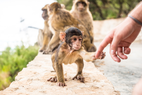 Young Barbery Ape sitting on a wall at the top of The Rock of Gibraltar, Andalusia, Spain