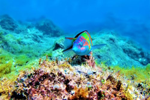 Beautiful reef fish off the coast of Gran Canaria Island, The Canary Islands, Spain