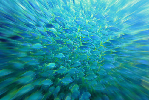 Beautiful colorful fish Explosion, school of fish, Gran Canaria Island, The Canary Islands, Spain