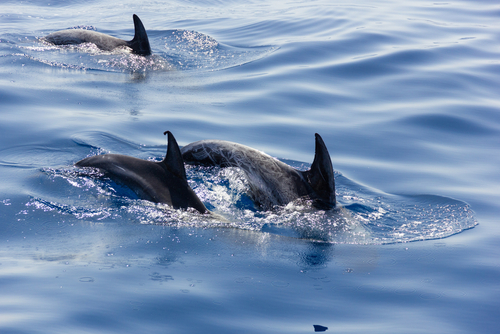 Family of pilot whales diving into blue ocean, group of cetaceans showing fins above water in Gran Canaria island, The Canary Islands, Spain