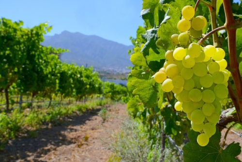 White ripe grape before harvest in a vineyard of Guimar, Tenerife Island, Canary Islands, Spain
