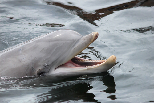 View of the oldest dolphin held in captivity named Skinny in Dolphinarium Harderwijk, Holland