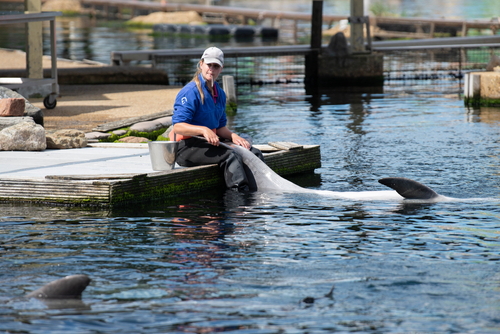Female animal trainer holding dolphin tail in her lap during a health check at the Harderwijk Dolphinarium, The Netherlands