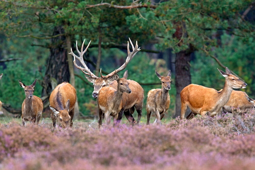 A group of deers grazing at the Hoge Veluwe National Park, The Netherlands