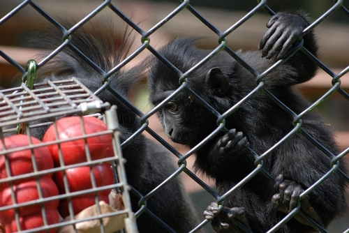 Primates at Howletts wild animal park near Canterbury, Kent, England, United Kingdom