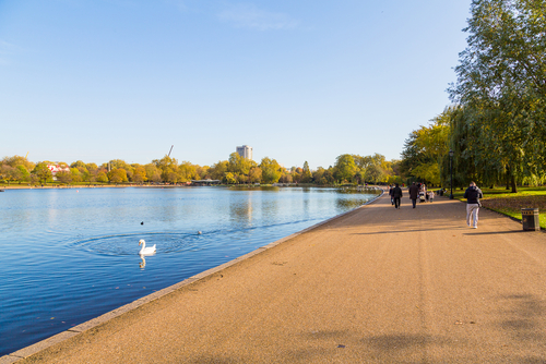 Beautiful morning walk in the Hyde park in London with different birds in the lake, England, United Kingdom