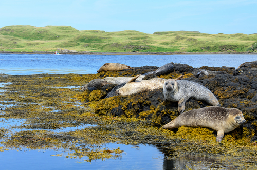 Colonies of Seals on the beach near Dunvegan Castle, Isle of Skye, Scotland, United Kingdom