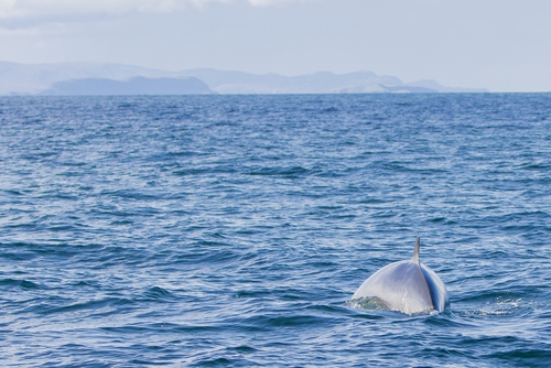 A Minke Whale spotted near the Isle of Skye, Scotland, UK