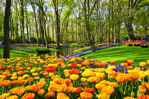 Colorful flower beds at the Keukenof Gardens near Amsterdam. The garden known for the tulip season attracts millions of tourists every year, The Netherlands