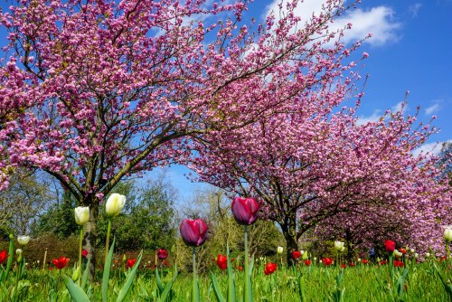 Spring Blossoms and Tulips at the Kew Gardens botanical garden in southwest London, England, UK
