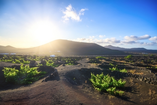 Mountain view in the background, vineyards and stone fences in La Geria, Lanzarote Island, Canary Islands, Spain