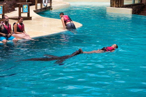Sea lions show in the pool, Oasis Park, Fuerteventura Island, Canary Island, Spain