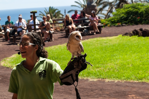 Bird of Prey Show, Oasis Park, Fuerteventura Island, Canary Islands, Spain