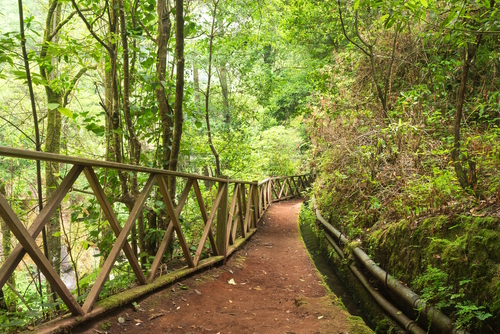 View of a hiking trail at Los Tilos biosphere reserve, La Palma Island, The Canary Islands, Spain