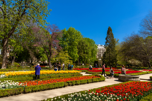 People walking around the colorful Tulips in the Royal Botanical Gardens of Madrid, Spain