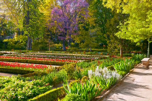 Beautiful colorful flower patches at Madrid's Botanical Garden, Real Jardin Botanico during Spring time, Spain