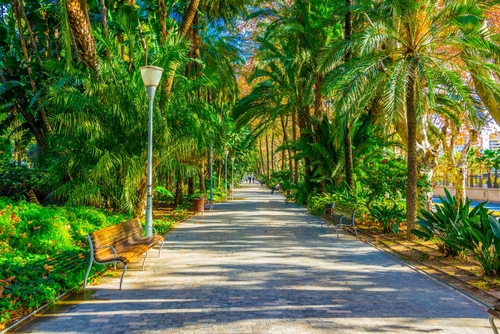Beautiful view of palm trees at Paseo del Parque in Malaga, Andalusia, Spain