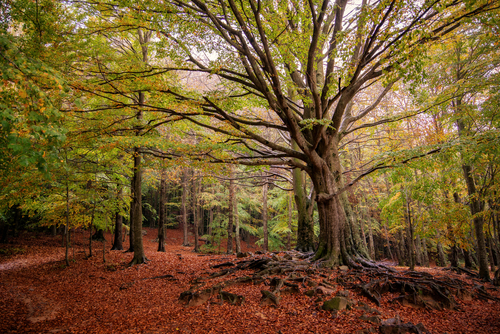 Colors of autumn in a forest in the Montseny Natural Park, close to Barcelona, Catalonia, Spain