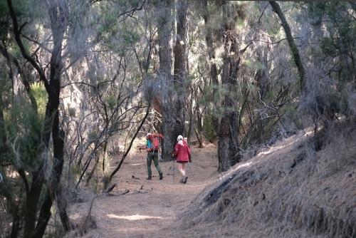Two people hiking through the forest around the recreation area Pilar in the Natural Park of Cumbre Vieja, La Palma island, The Canary Islands, Spain