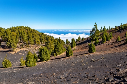 Volcanic landscape along Ruta de los Volcanes at the Cumbre Vieja Natural Park, Island La Palma, Canary Islands, Spain